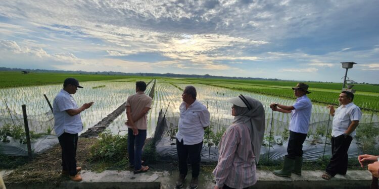 Kementan-TNI Terjun ke Lapangan Setiap Hari, Optimalisasi Lahan di Lampung