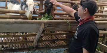 Kandang SBF Bojong Koneng Siap Qurban Sehat Hadapi Iduladha