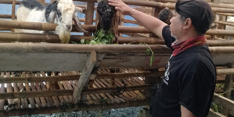 Kandang SBF Bojong Koneng Siap Qurban Sehat Hadapi Iduladha