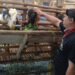 Kandang SBF Bojong Koneng Siap Qurban Sehat Hadapi Iduladha