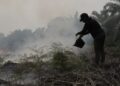 Rawa Tripa Terbakar Lagi, Habitat Orangutan Kian Terancam