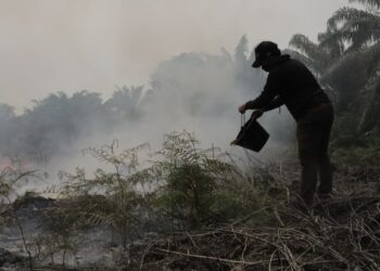 Rawa Tripa Terbakar Lagi, Habitat Orangutan Kian Terancam