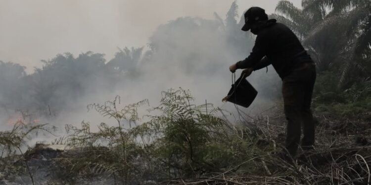 Rawa Tripa Terbakar Lagi, Habitat Orangutan Kian Terancam
