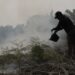 Rawa Tripa Terbakar Lagi, Habitat Orangutan Kian Terancam